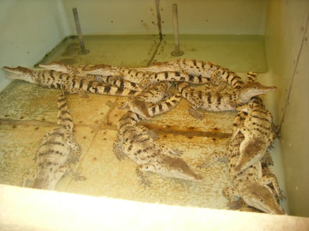 2-4 years Crocodiles at the Hatchling House