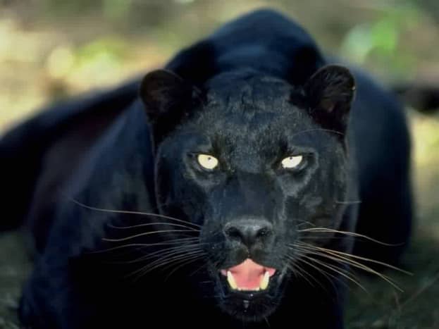 Most Australian sightings resemble a panther or cougar