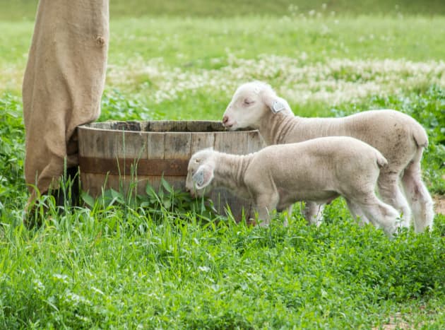 Lambs at Old World Wisconsin during the summer 2014.