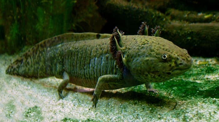 Wild type axolotl