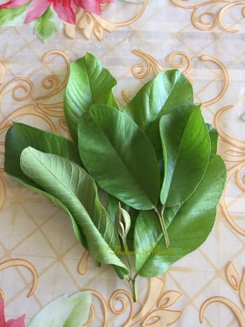 Guava leaves for making tea.