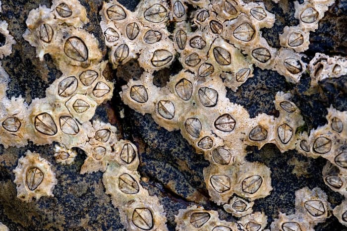Poli's stellate barnacle (Chthamalus stellatus), a species of acorn barnacle