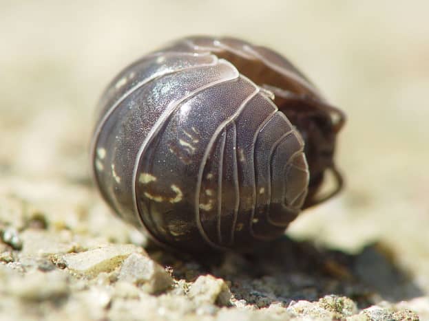 Pill bug (Armadillidium vulgare) rolled into a ball