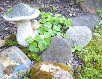 Garden decor and rocks