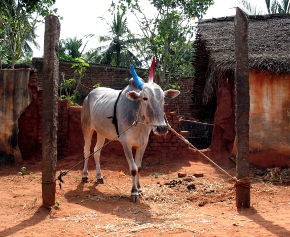 cow with painted horns for the pongal festival