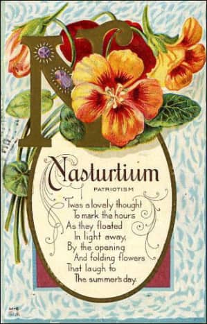 Nasturtium vintage flower card