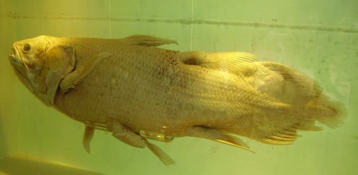 Coelacanth; preserved specimen