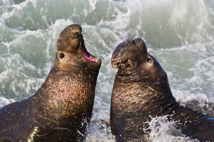 Northern Elephant Seals in  California were once hunted nearly to extinction - the species went through a bottleneck of 20 individuals. Bottlenecks have the potential to massively reduce genetic variation.