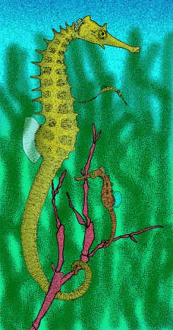  Reconstructions of the prehistoric seahorses Hippocampus sarmaticus (largest), and H. slovenicus (red).