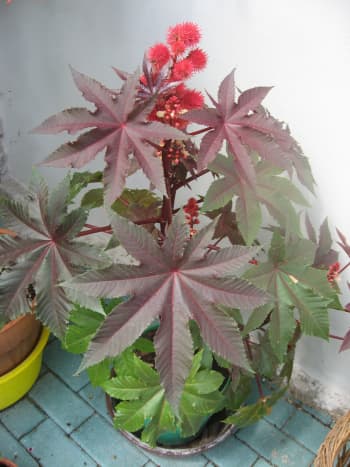 castor plant - Ricinus communis