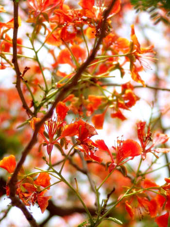flame-of-the-forest-delonia-regia-the-gulmohar-tree