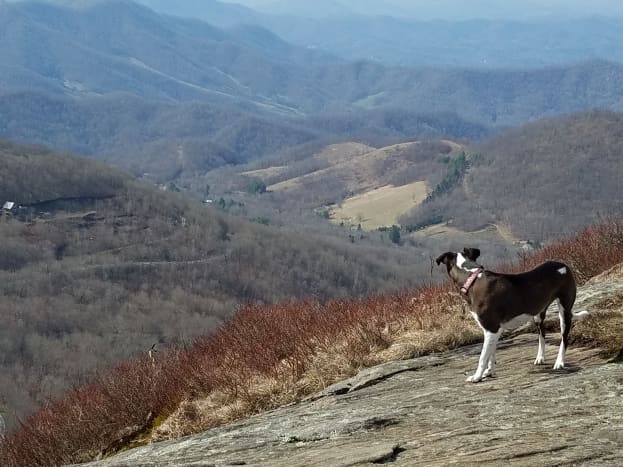 are dogs allowed in the roan highlands