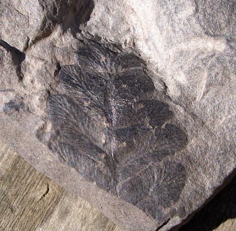 Trace fossil of Nueropteris leaf from the ancient Medullosa Seed Fern tree