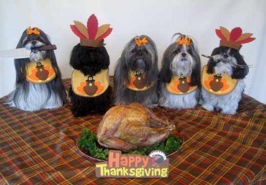 Shih Tzu doggies enjoying Thanksgiving!