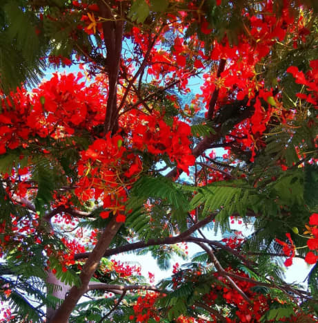 Flower in Flame tree | Archana Das