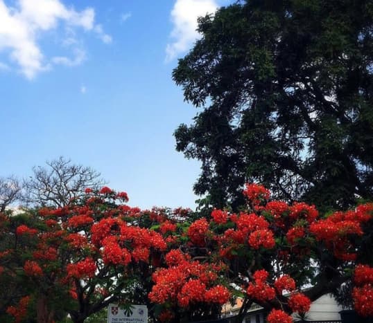 Beautiful flowers in Flame tree | Archana Das