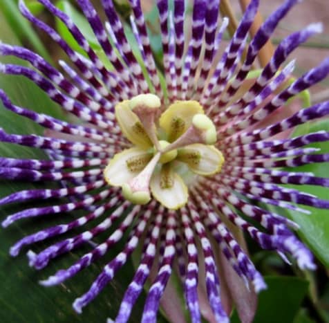 The blooming passionflower