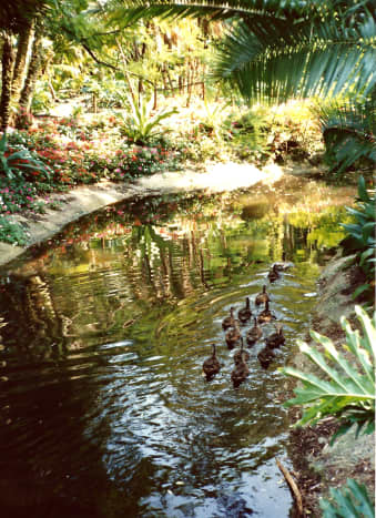 Tropical setting with wildlife on Discovery Island