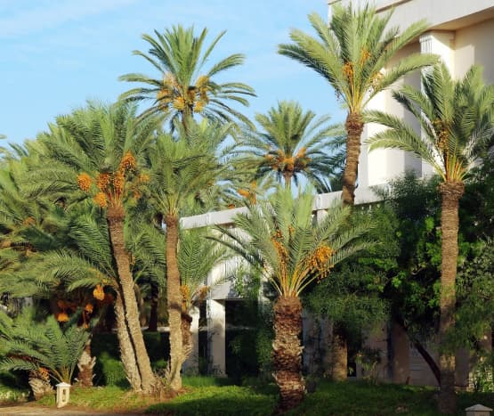Stately date palm trees
