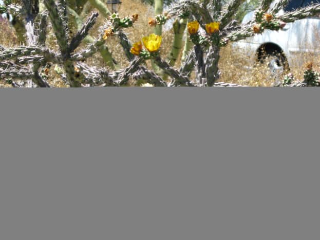 Cholla Cactus in bloom with yellow flowers