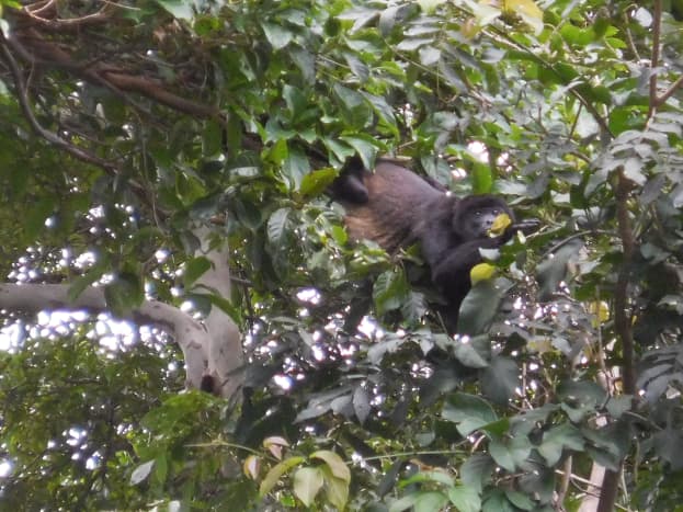 I was able to capture this incredible photo of a Howler monkey with my digital camera. Its ability to zoom in far exceeds any iPhone.