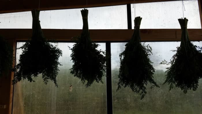 Herbs drying in the greenhouse.