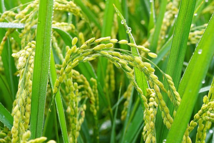 Oryza sativa, the plant where the grain of rice comes from.