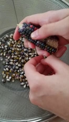 Glass gem popcorn being removed from the cob