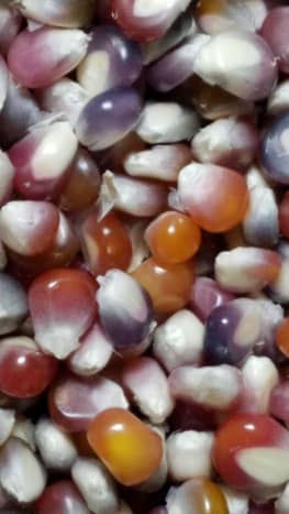 Glass gem popcorn kernels