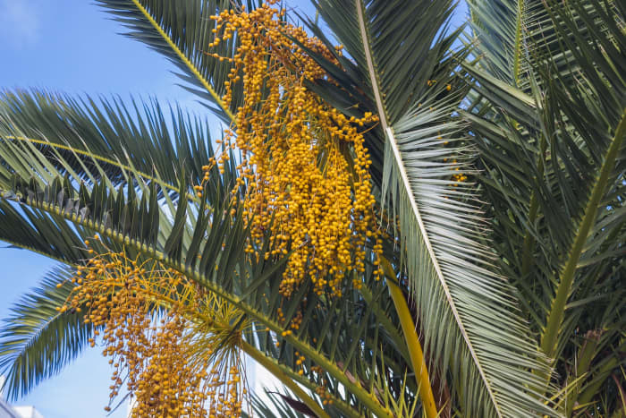 Babassu Palm 