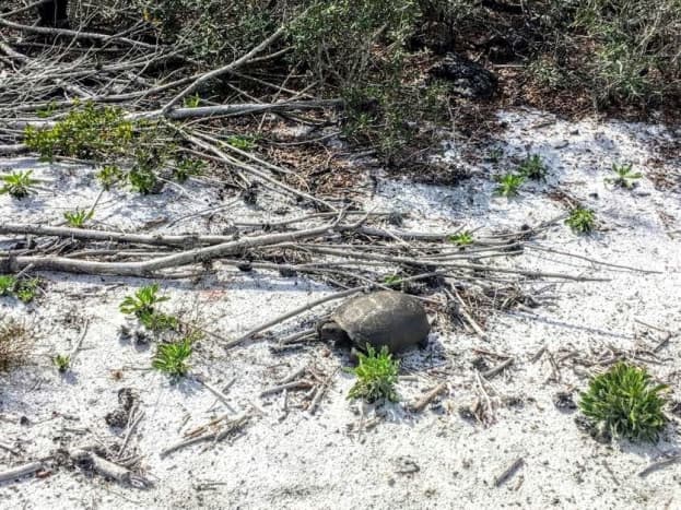 Gopher in the Sugar Sand. Gomez Preserve Nature Trail, Hobe Sound,  Florida.