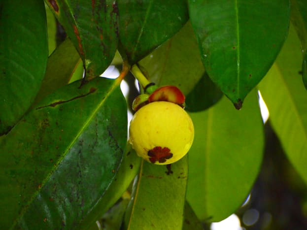 Raw mangosteen fruit