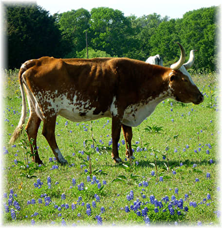 Cattle and bluebonnets 