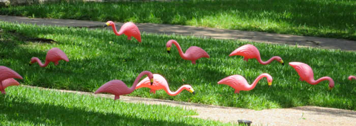 Plastic flamingos in our neighbor's yard