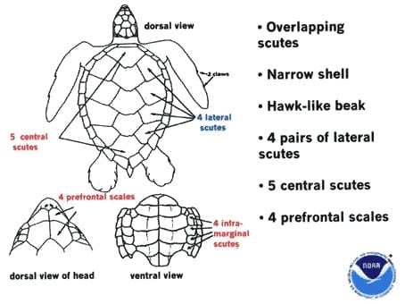 Parts of the carapace