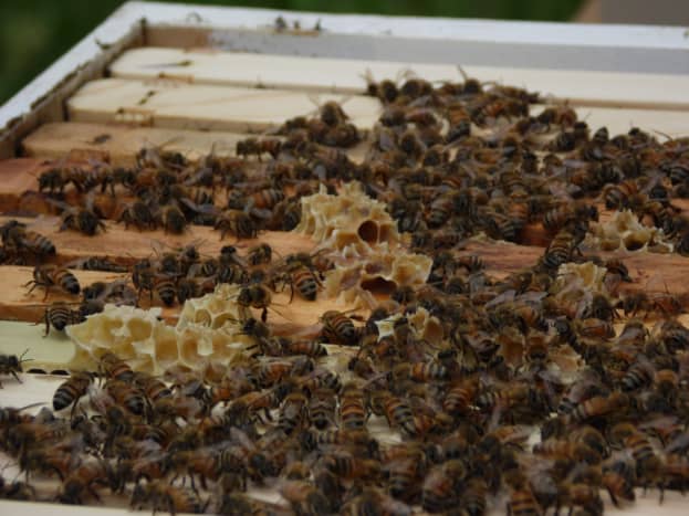 Honey Bees Building Comb