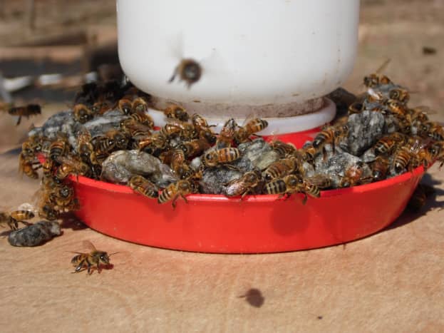 Honey bee feeder is packed on a warm February afternoon in Georgia