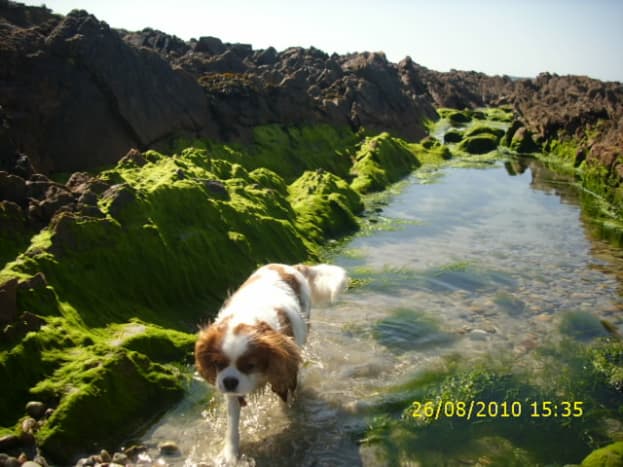 Angus at Carne Beach, Belmullet, County Mayo,Republic of  Ireland
