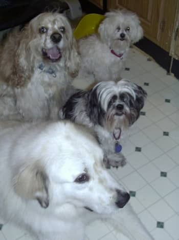 Riley, Freddie, Teddy and Waco