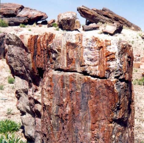 Massive amounts of Petrified wood found in the Petrified Forest National Park