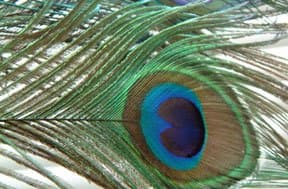 This is the peacock feather I photographed for my tattoo design in the photo above.