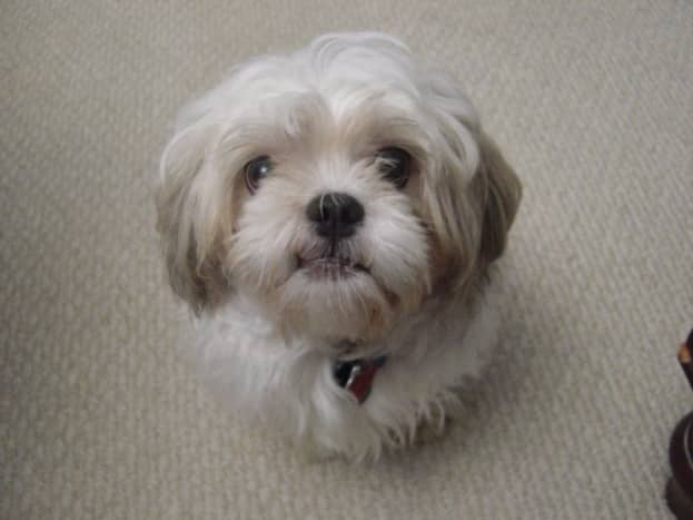 Grooming Your Shih Tzu: Keeping Your Dog Clean - PetHelpful