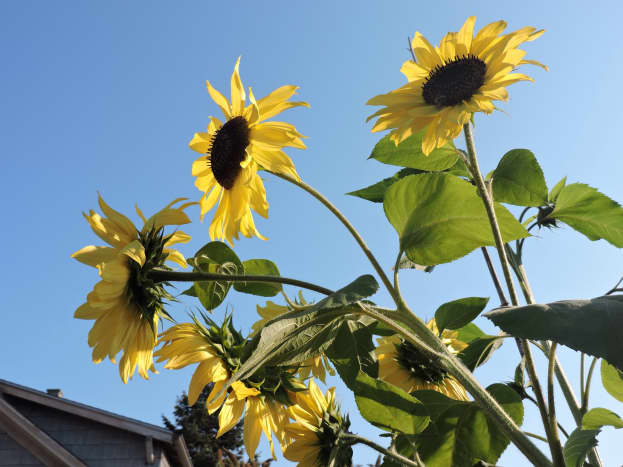 One year, I grew a type of sunflower that I got when someone at a farmers market handed me an envelope of seeds. Each stalk produces multiple blossoms.