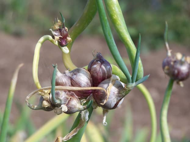 Egyptian onions, also known as top onions, grow sets instead of flowers at the top of the stem.