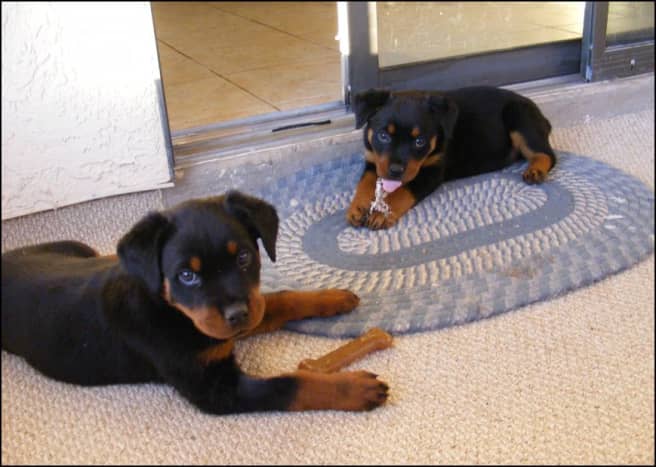 Petra and Kaiser, two rottweiler puppies, at 8 weeks old