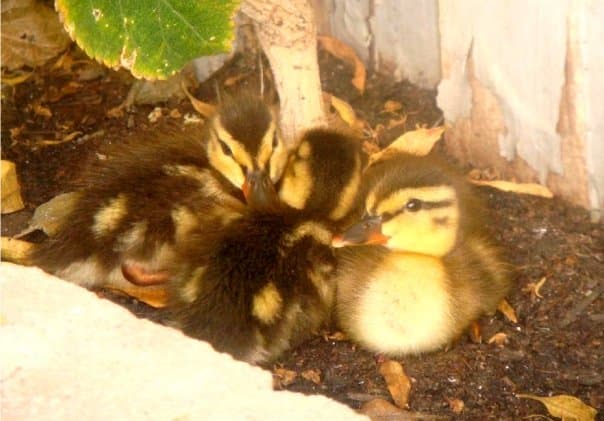 how-to-raise-baby-ducklings