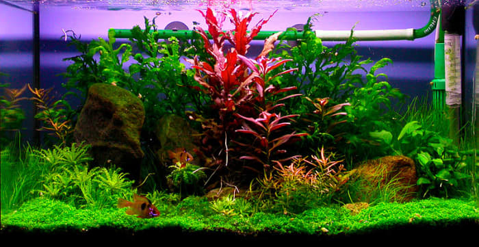 SHIP FROM US 12" Long Realistic Artificial Plants for Aquarium/ Fish Tank S03 