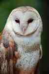 Barn Owl:  Often seen as being a ghost!