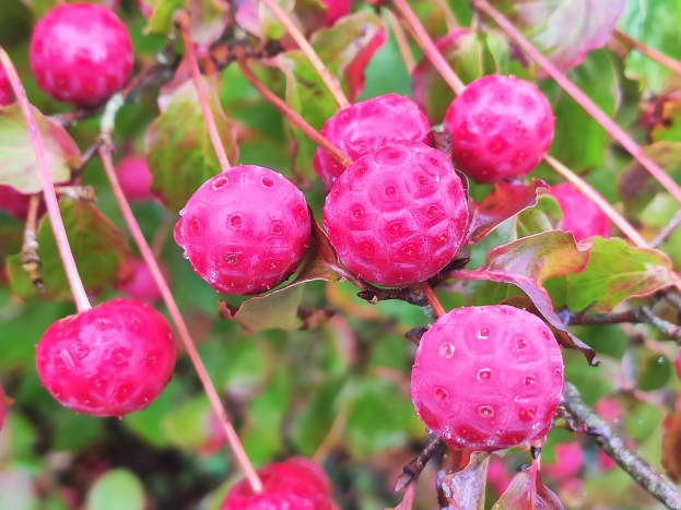 Cornus kousa produces vibrant pink-red berries that taste almost like strawberries from autumn through winter. 