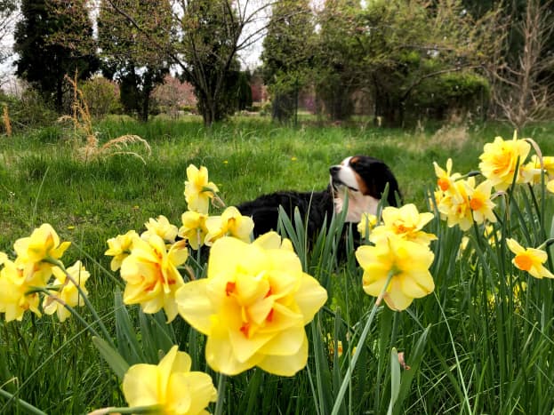 Animals should avoid daffodil bulbs because they contain lycorine, a substance that will upset their stomachs.